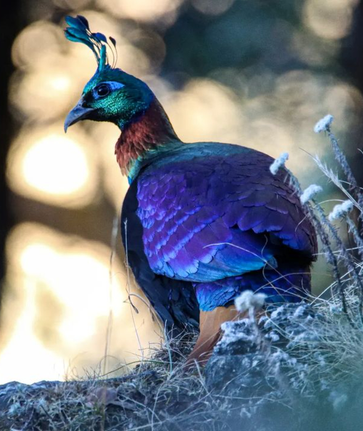 Himalayan Monal State Bird of Uttarakhand